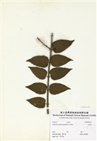 藏品(毛茉莉)的圖片